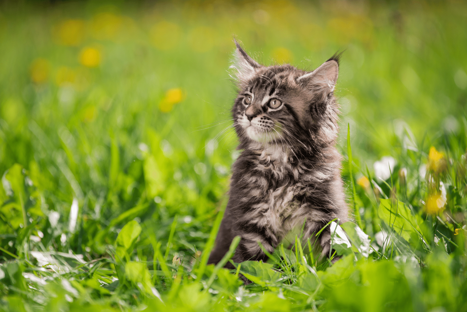 Maine Coon in the garden