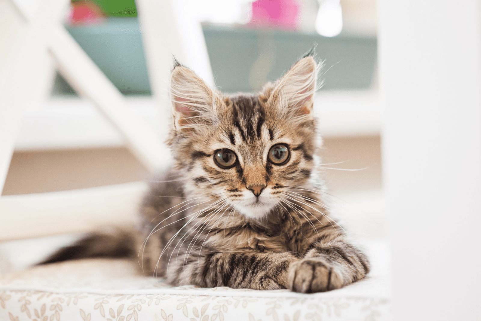 Maine Coon kitten enjoys on the bed