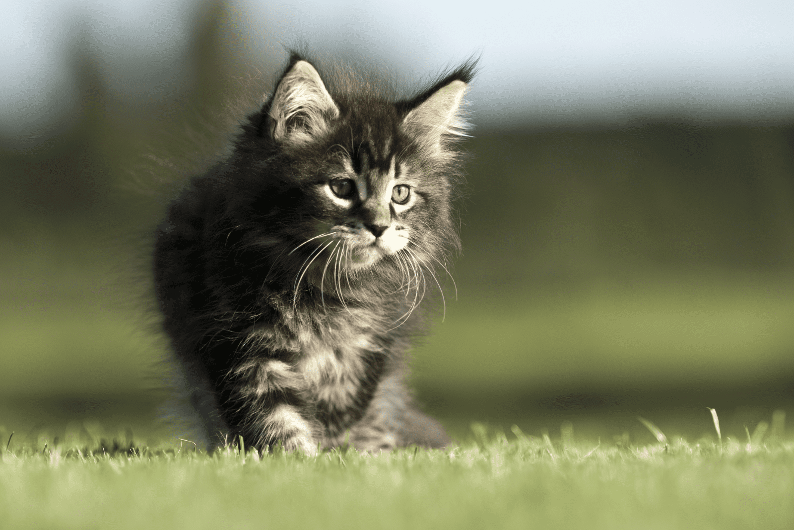 Maine Coon kitten walks in the garden