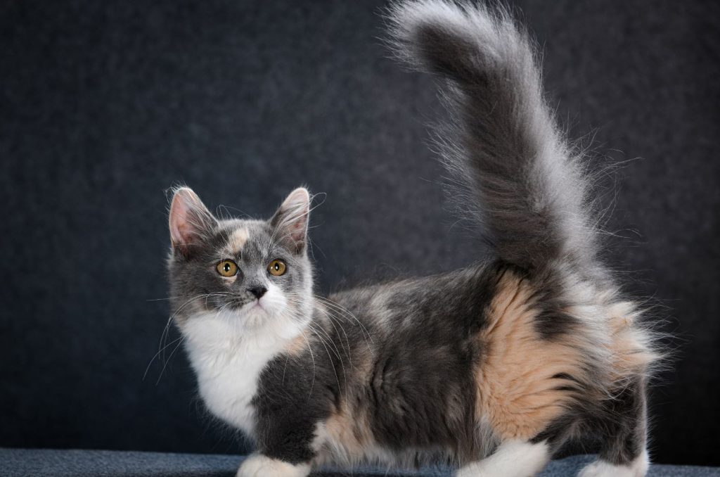 Munchkin Cat posing at studio