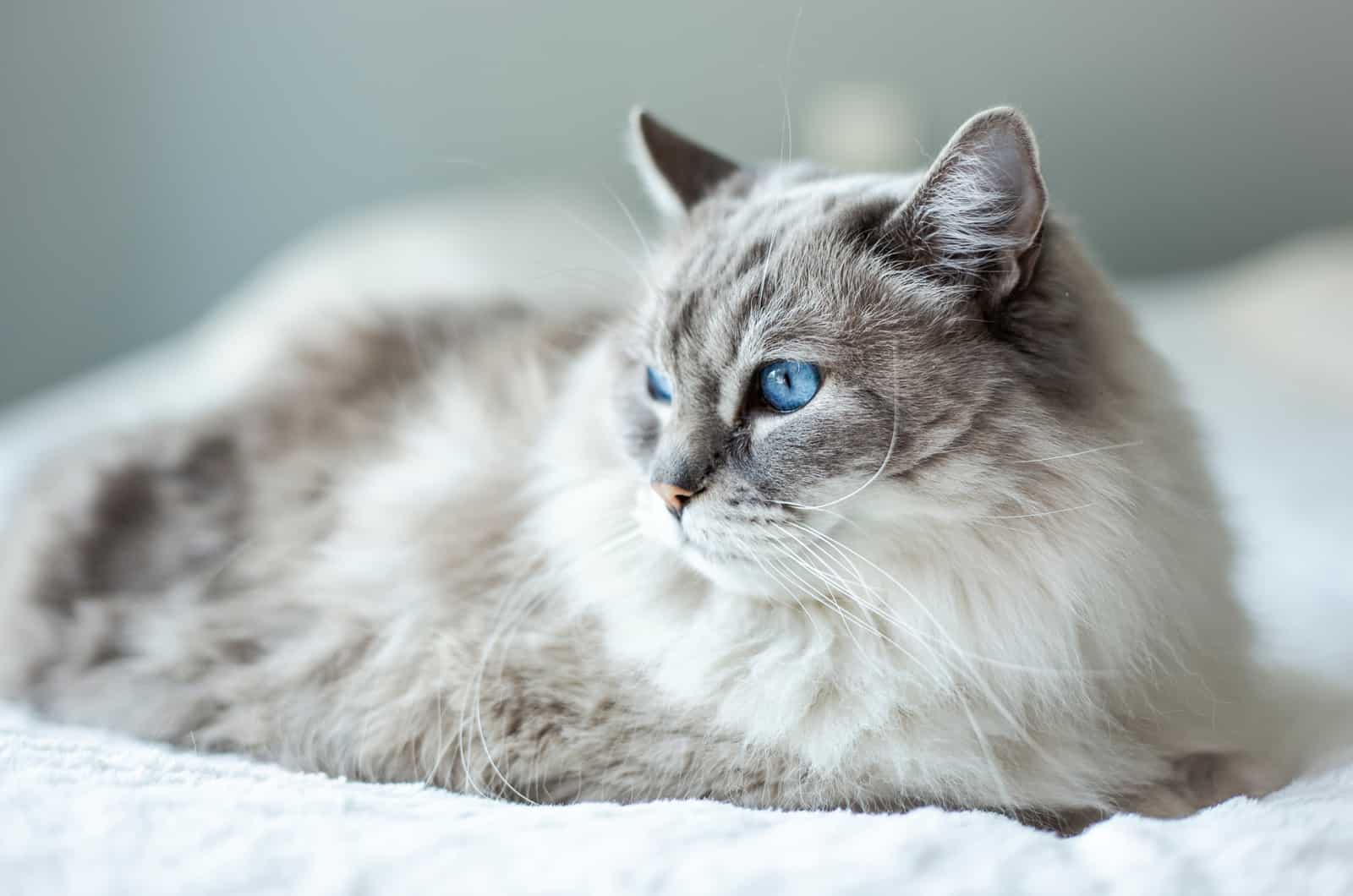 Ragdoll cat sitting on carpet