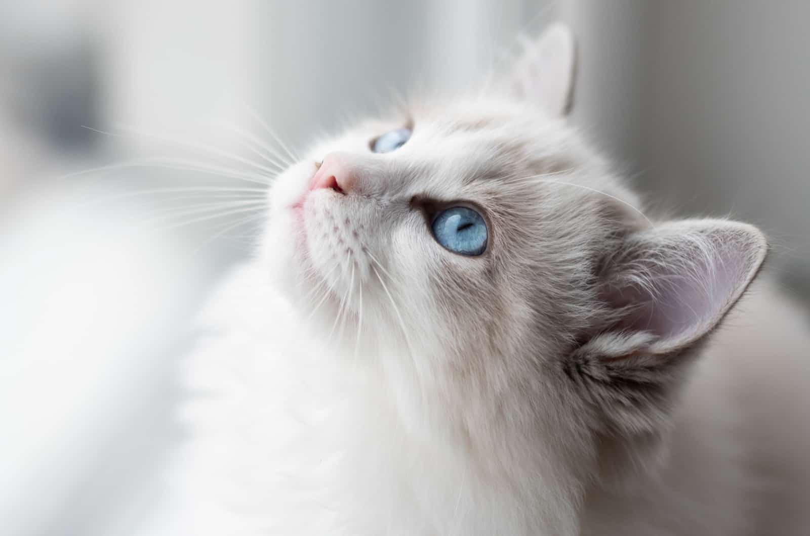 Ragdoll kitten looking up