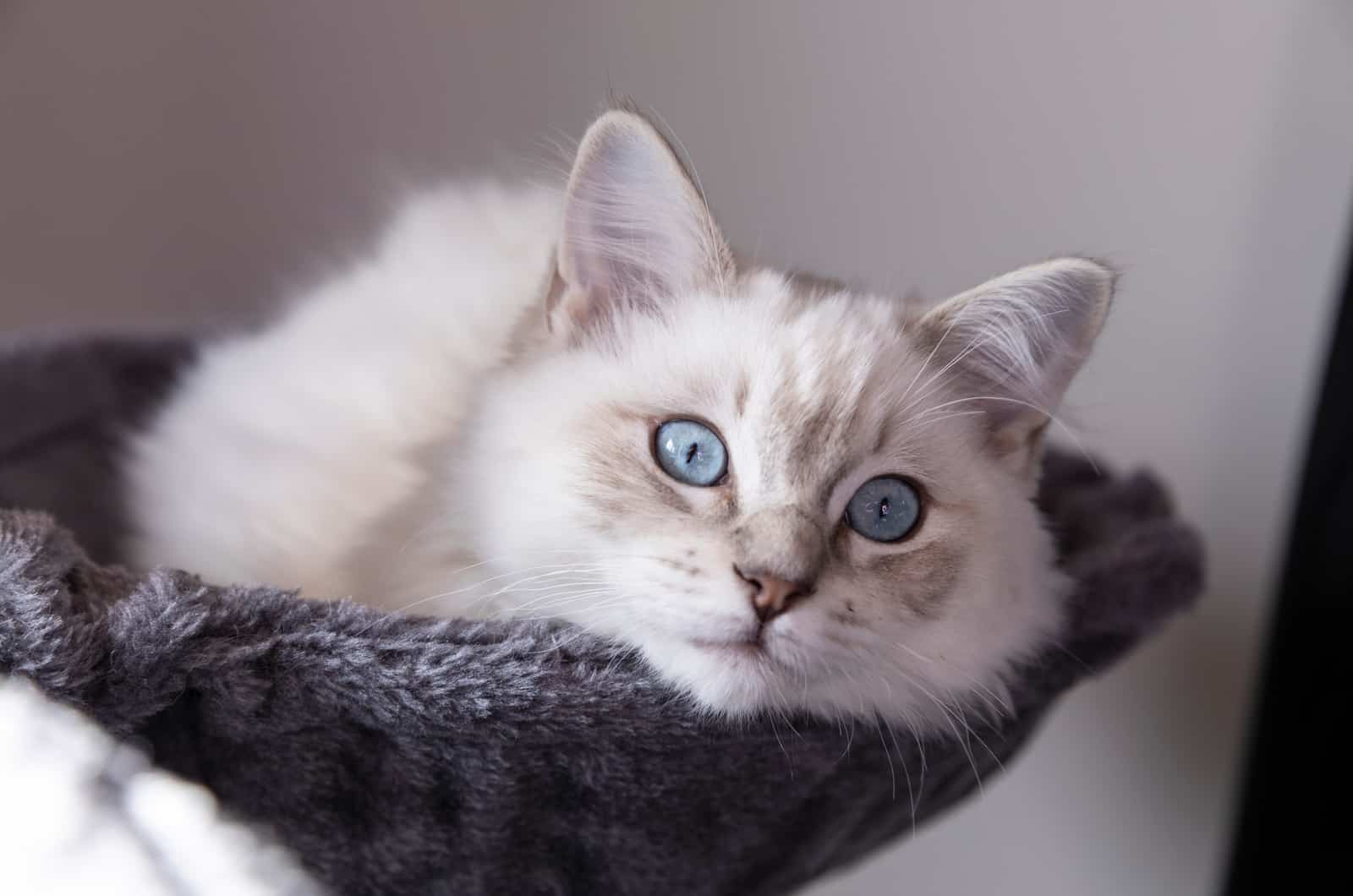 Ragdoll lying in her bed