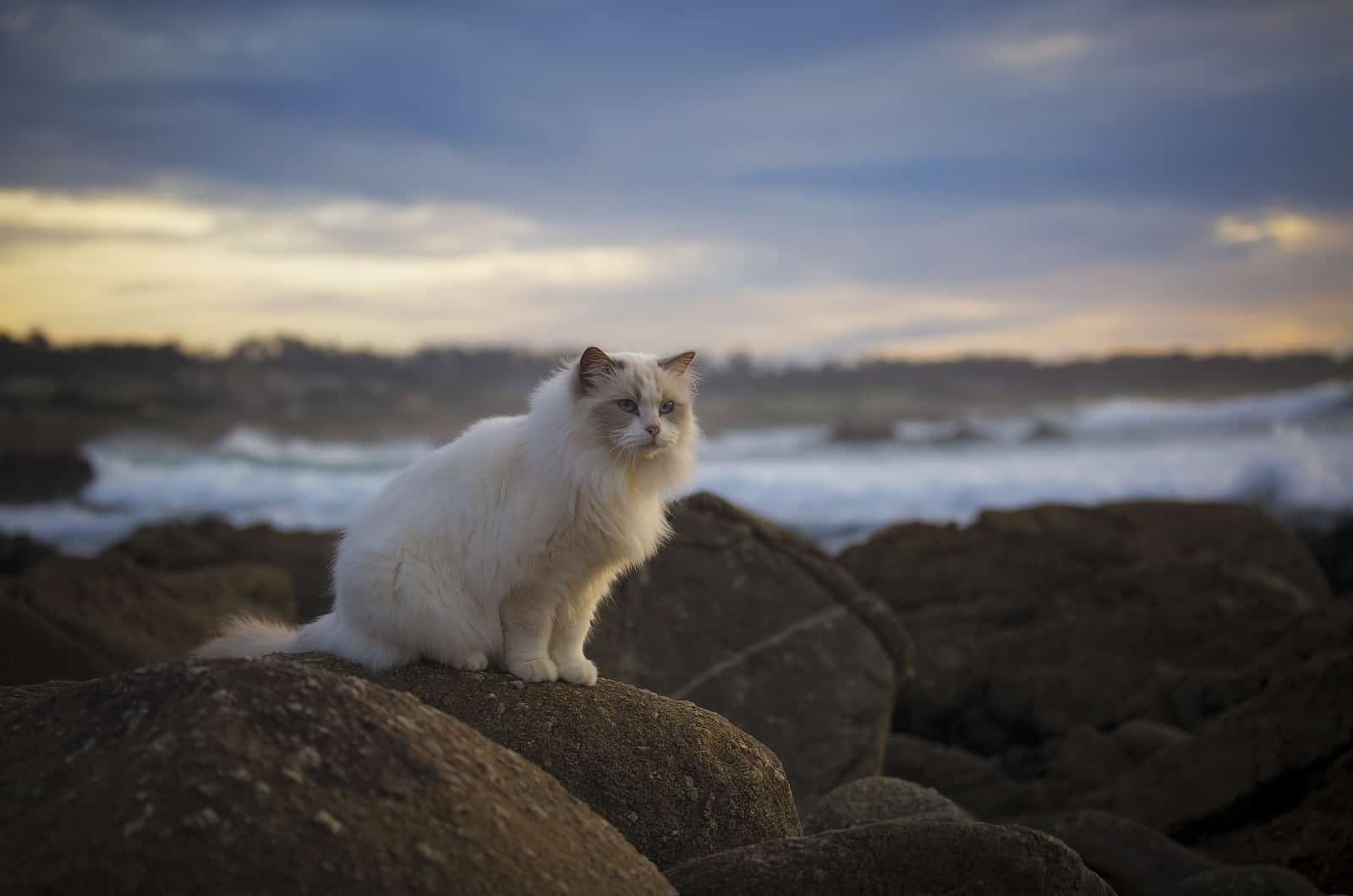 Ragdoll sitting on rocks