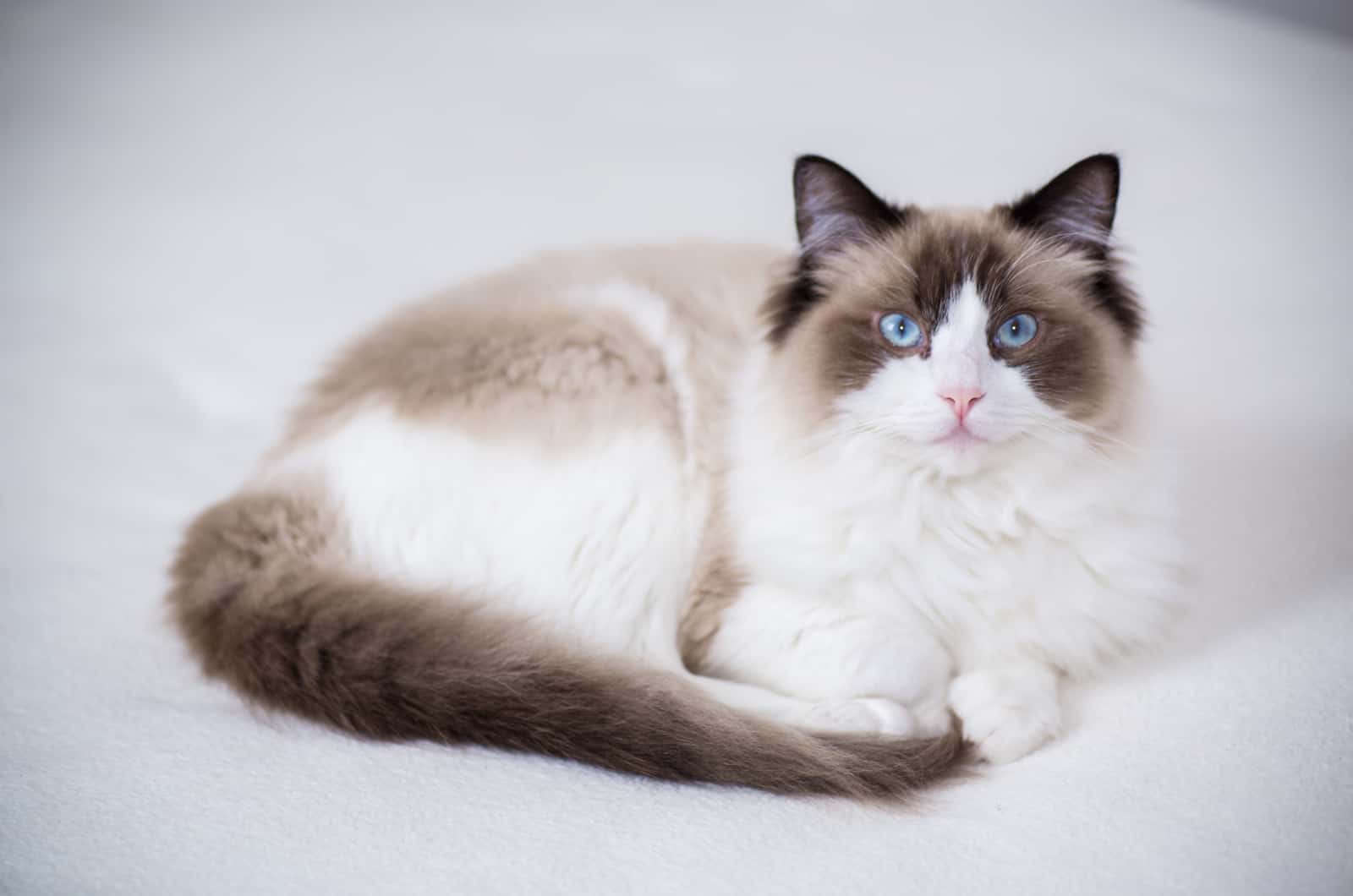 Ragdoll sitting on white sofa