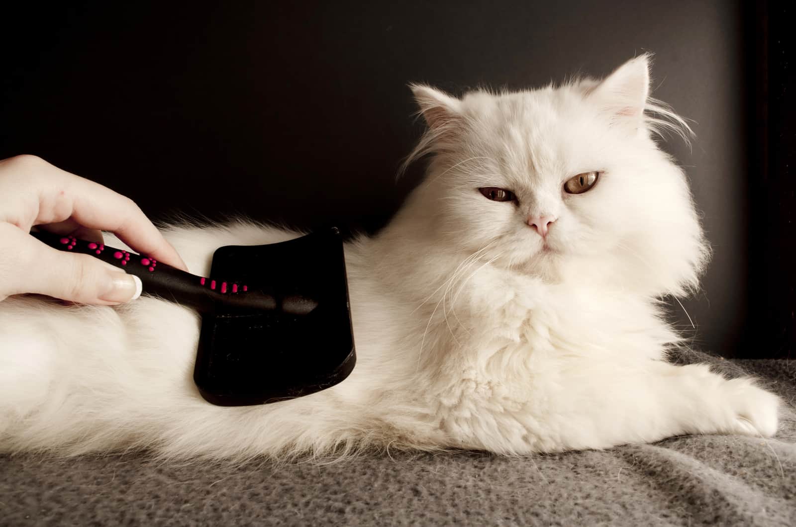 Woman combing fur of a white Persian cat