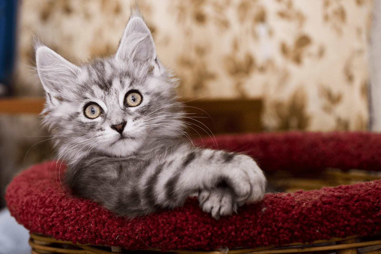 adorable Maine Coon kitten in a basket