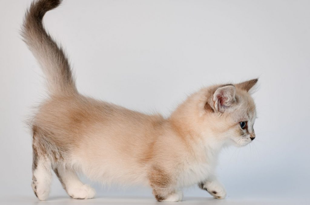 cute Munchkin kitten