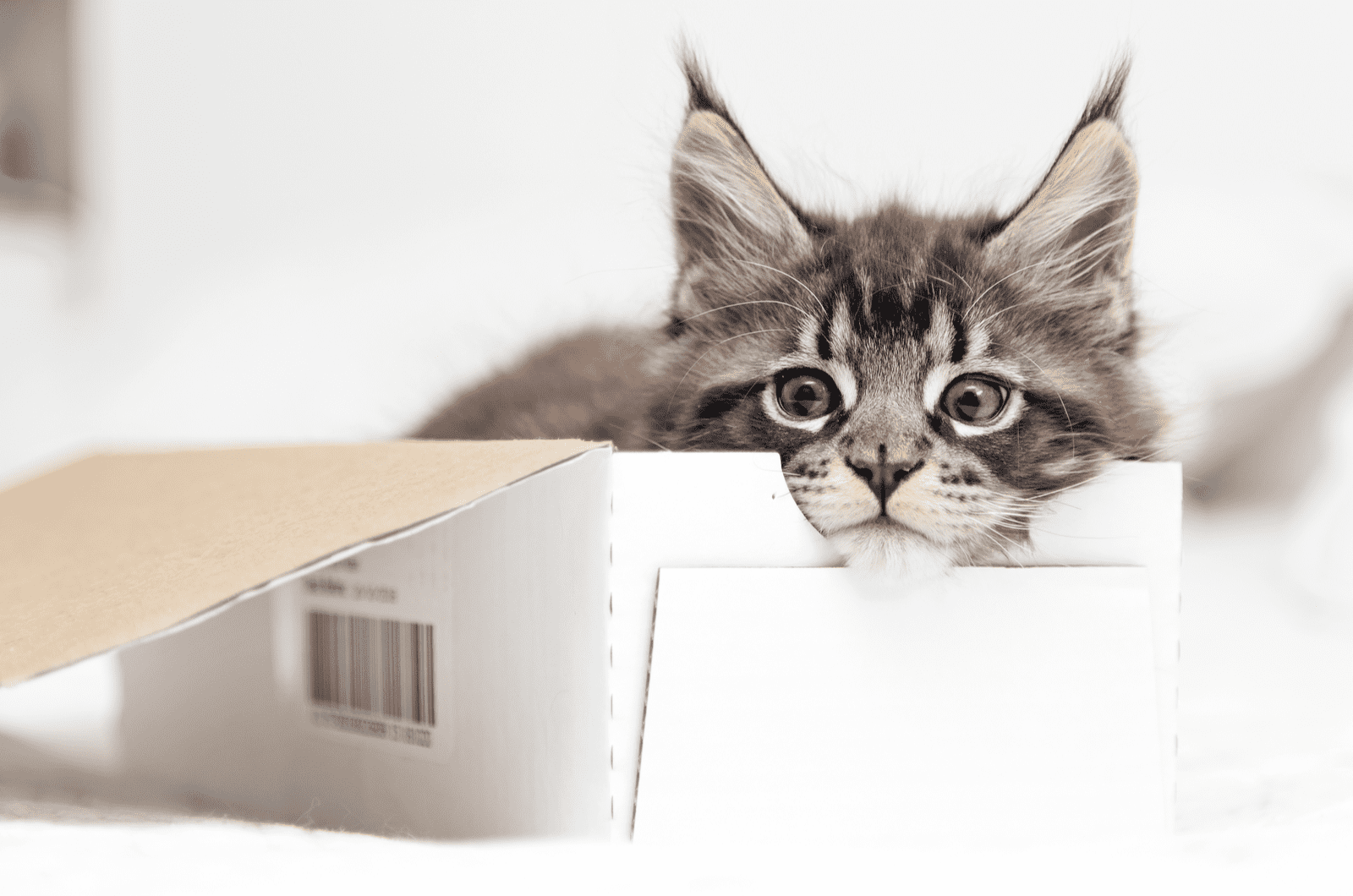 maine coon kitten in a box