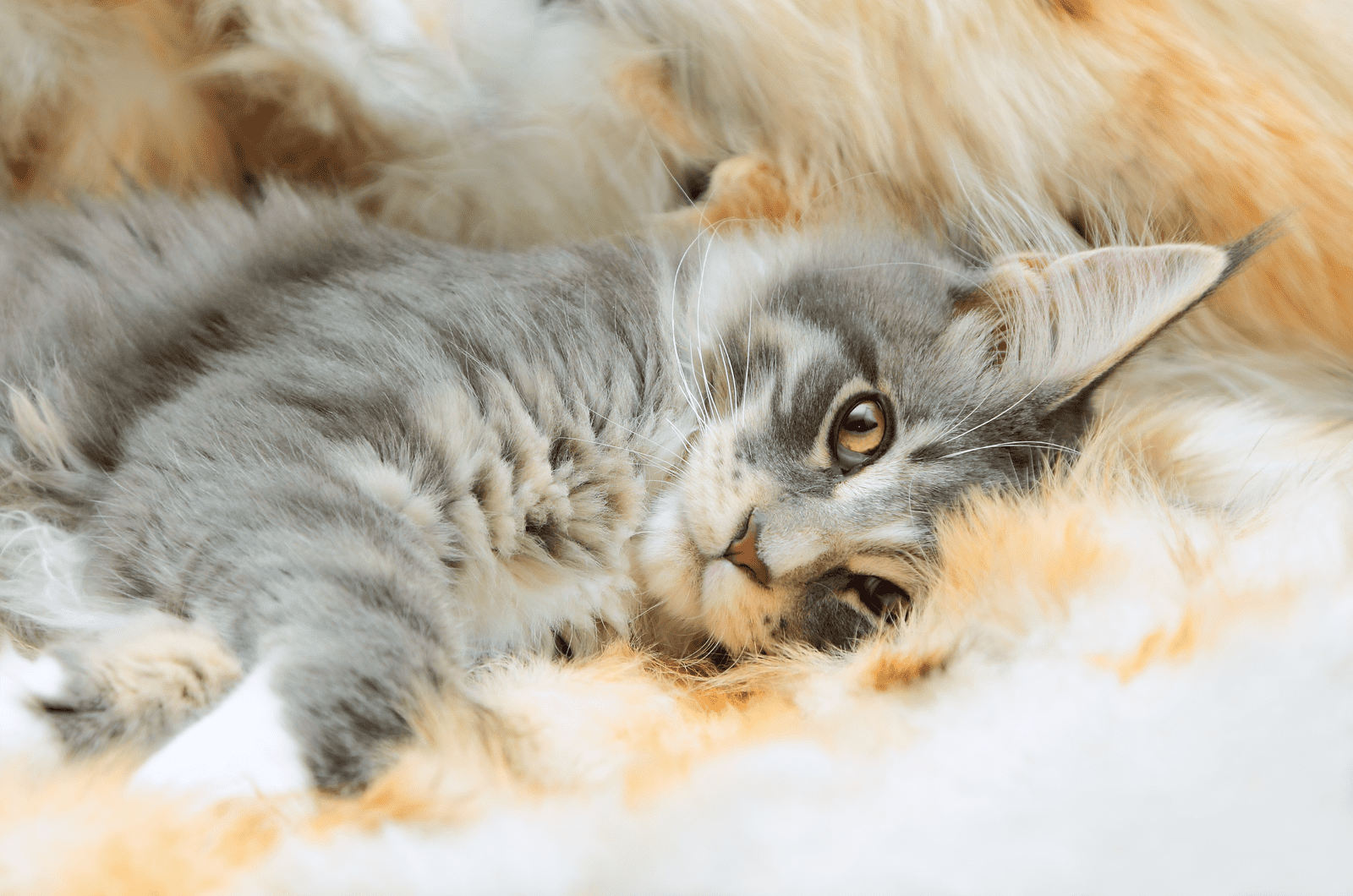 maine coon kitten napping