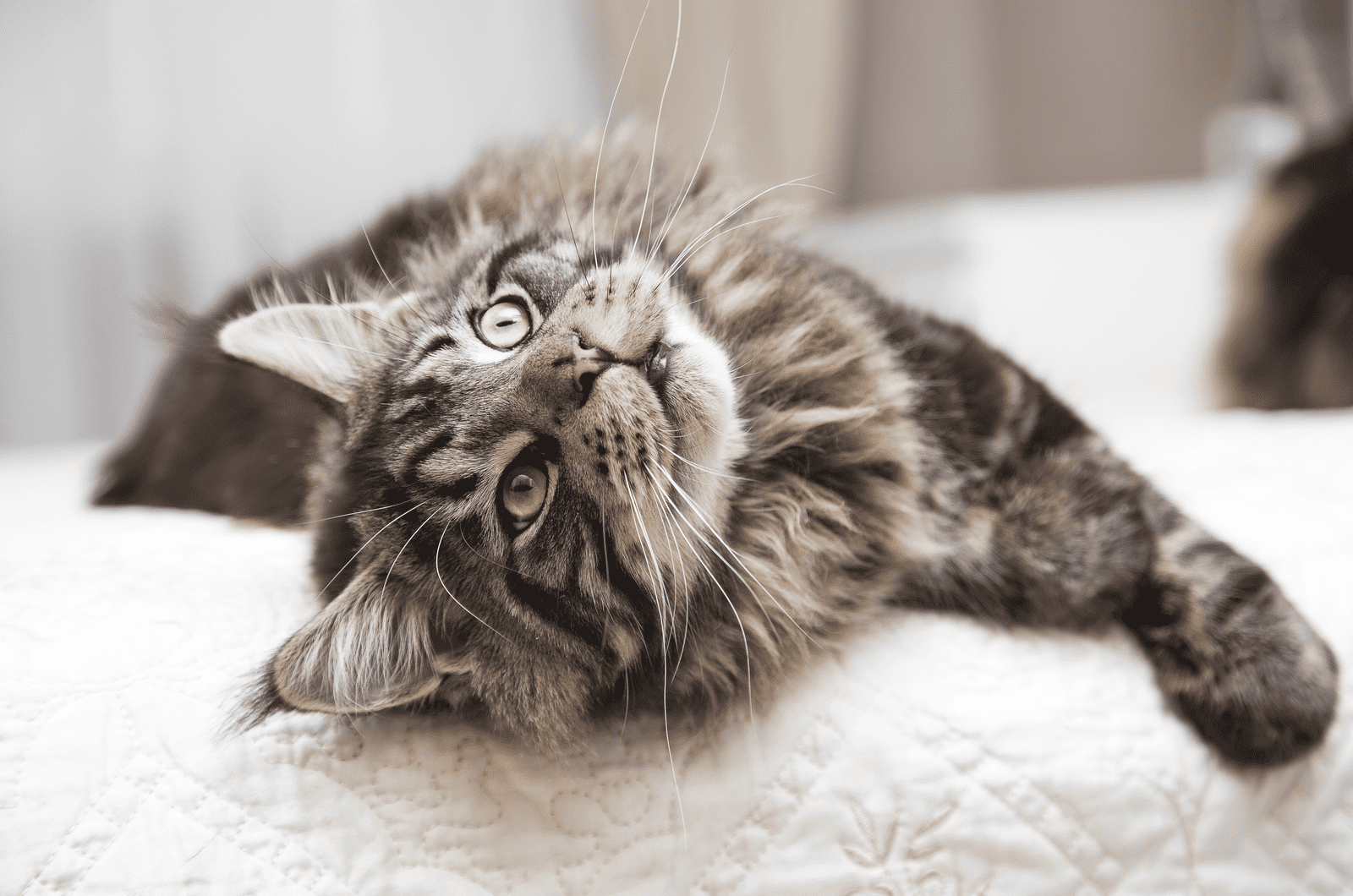 maine coon looking up