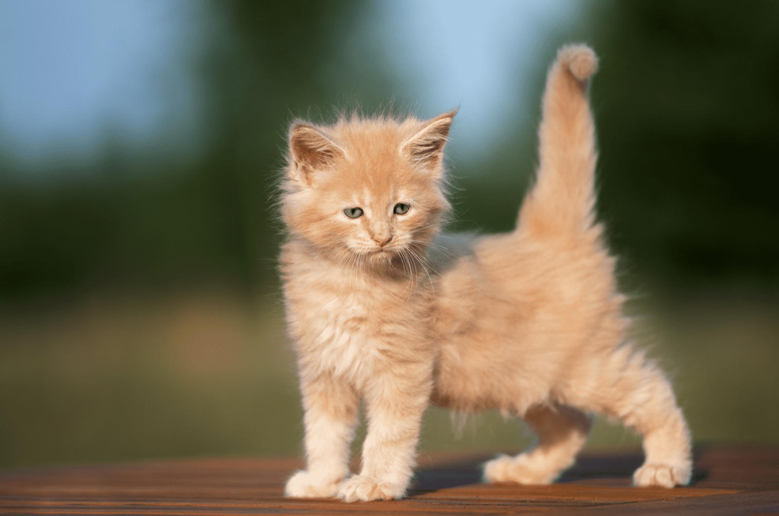 orange maine coon kitten