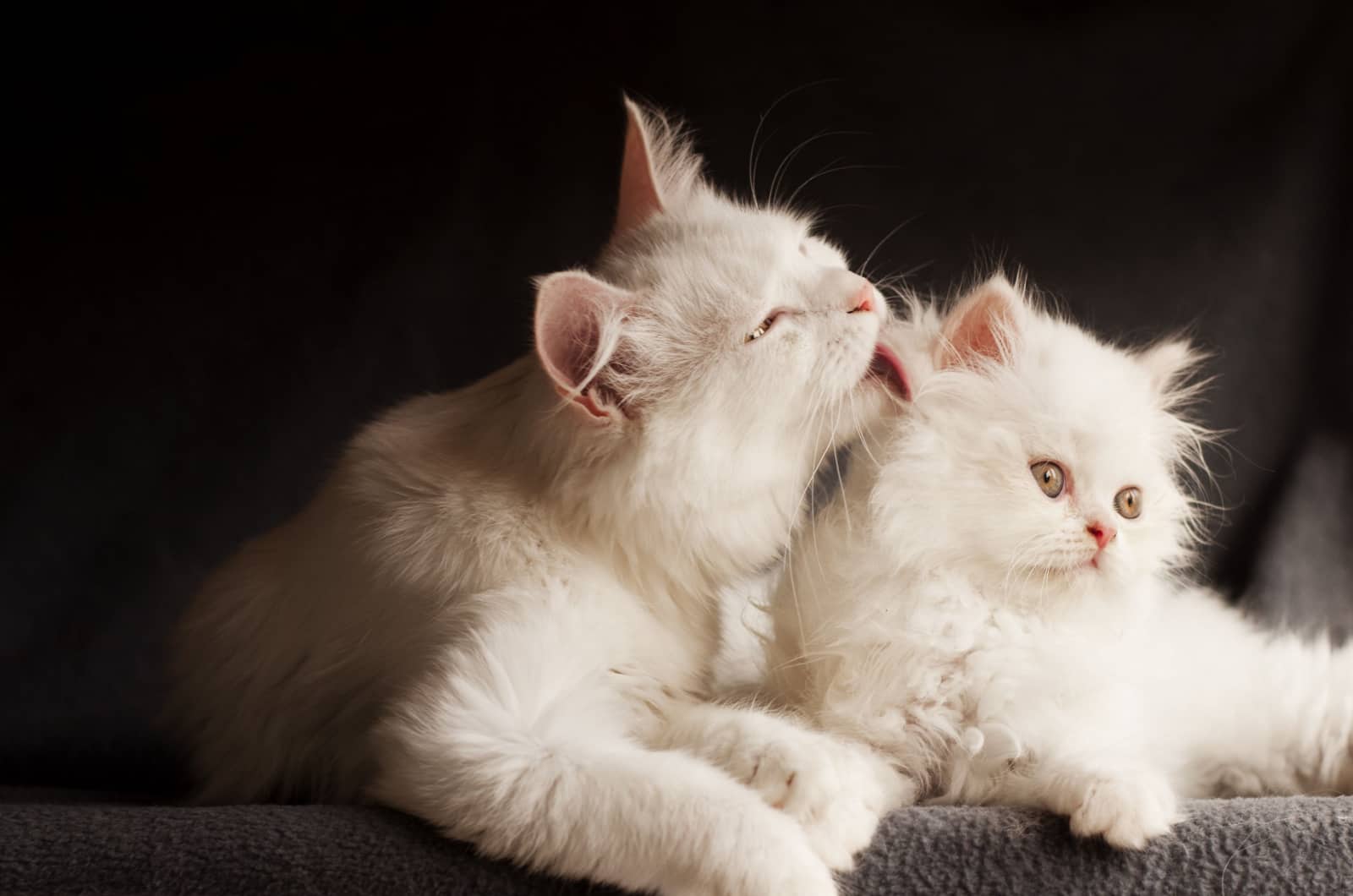 persian cat cleaning its kitten