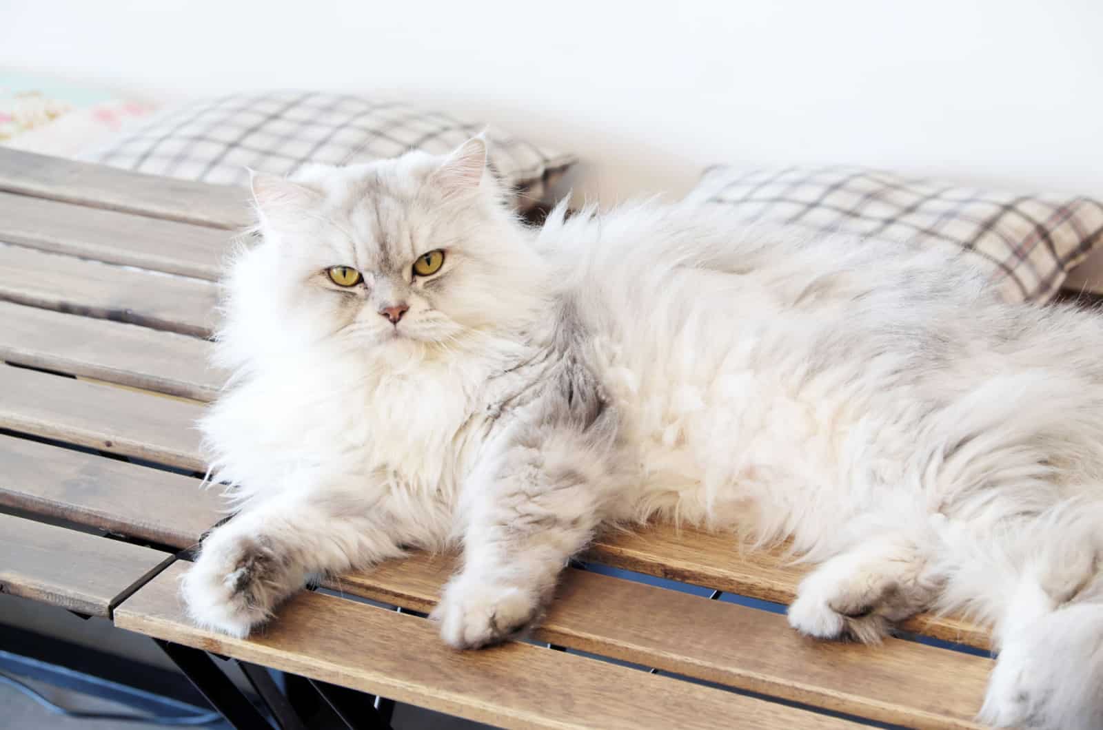 persian cat resting