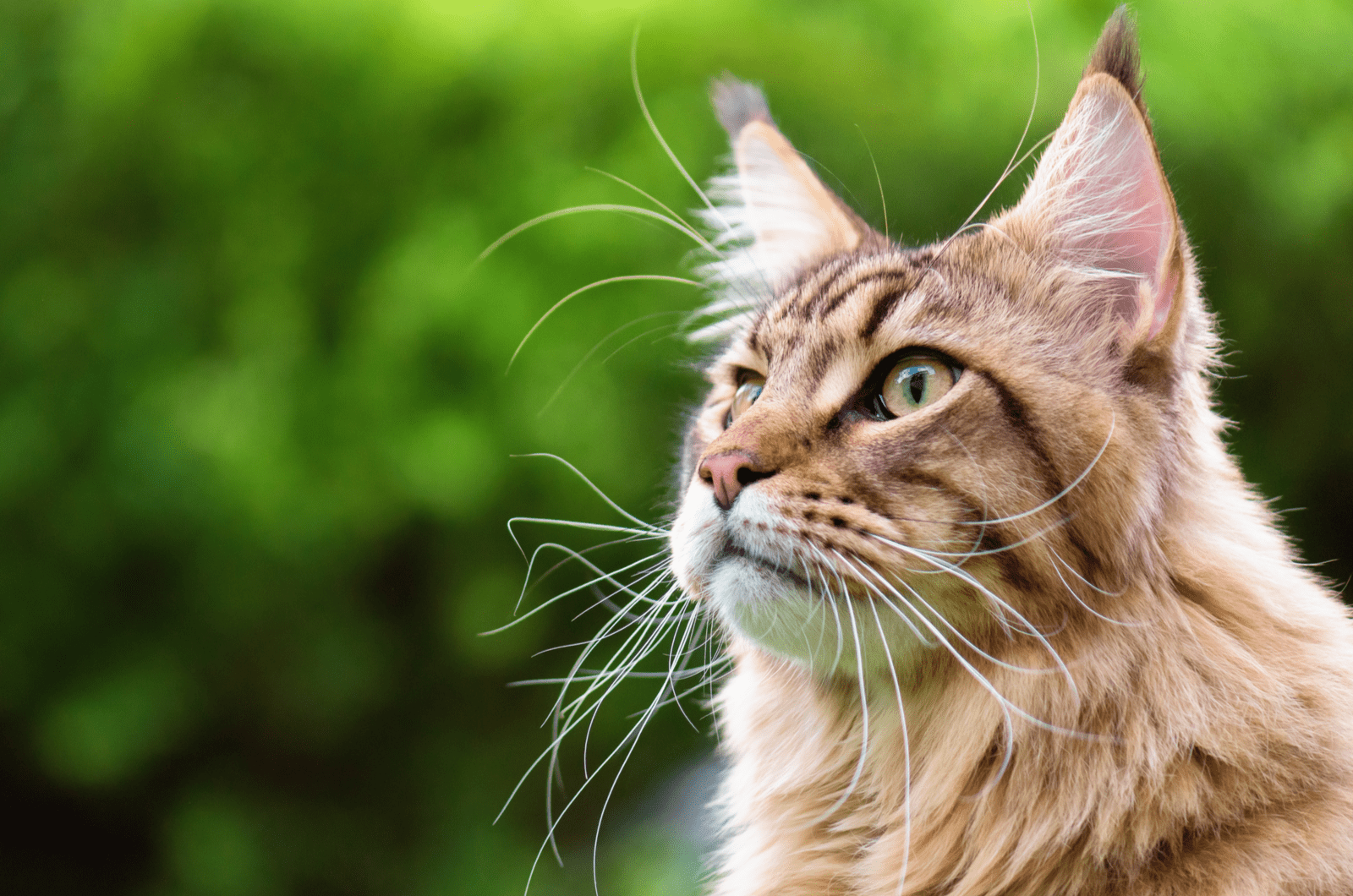 portrait of a maine coon