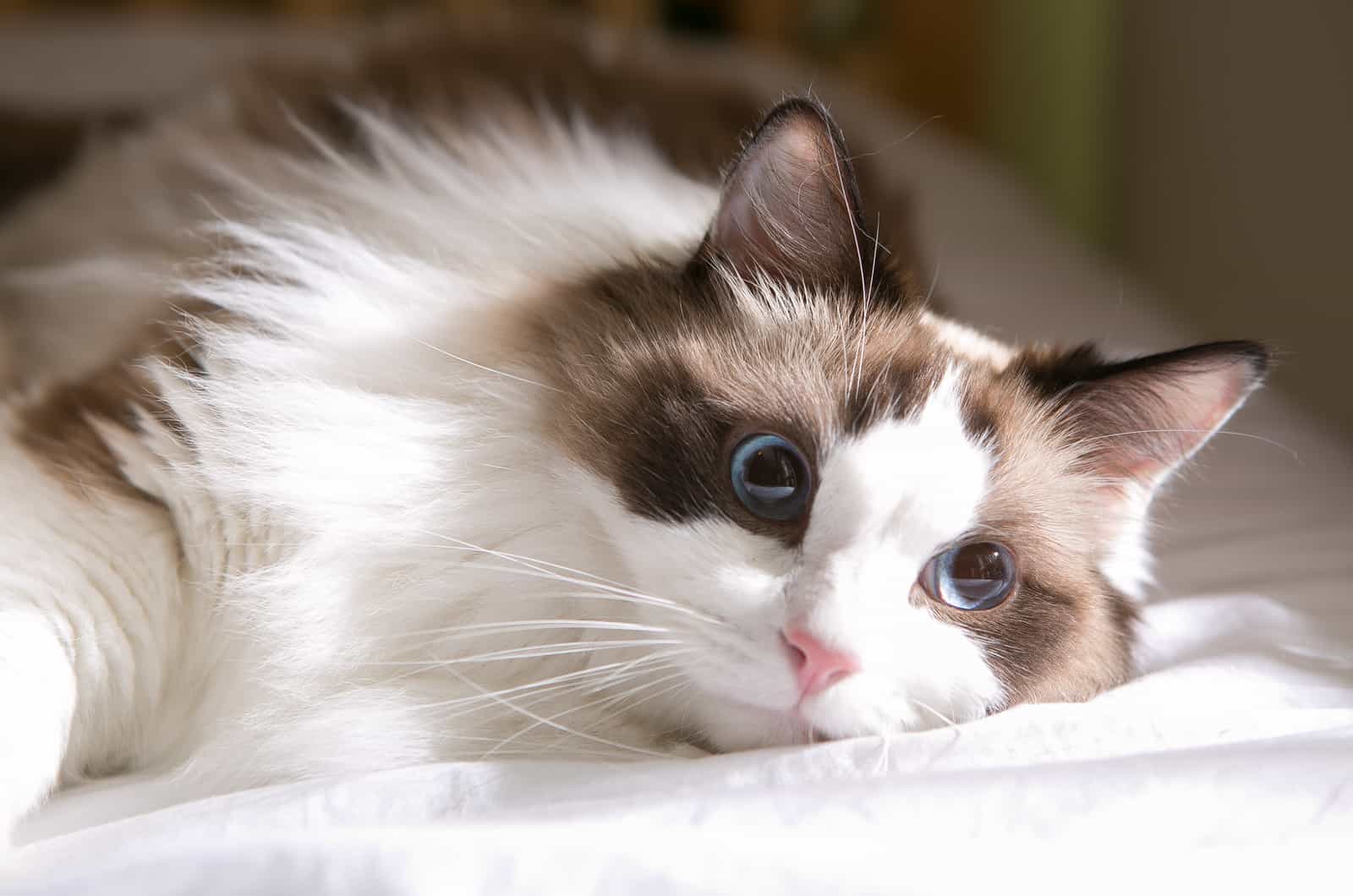 ragdoll cat on floor