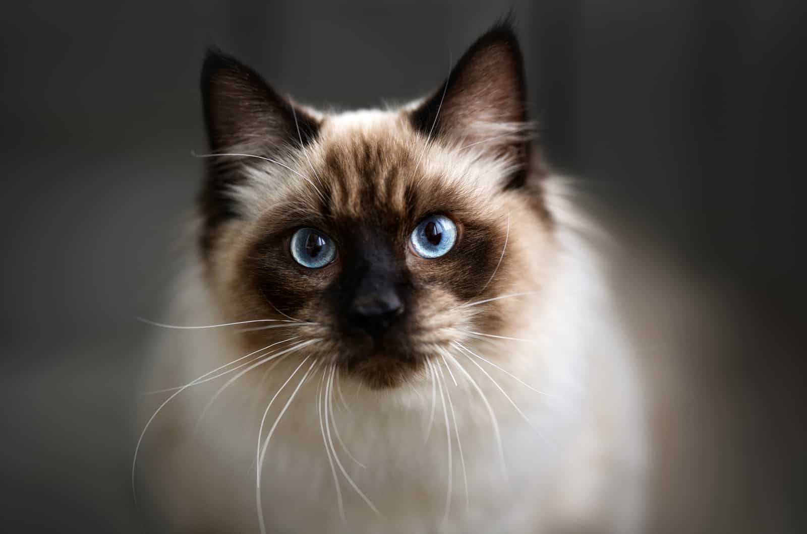 ragdoll cat portrait