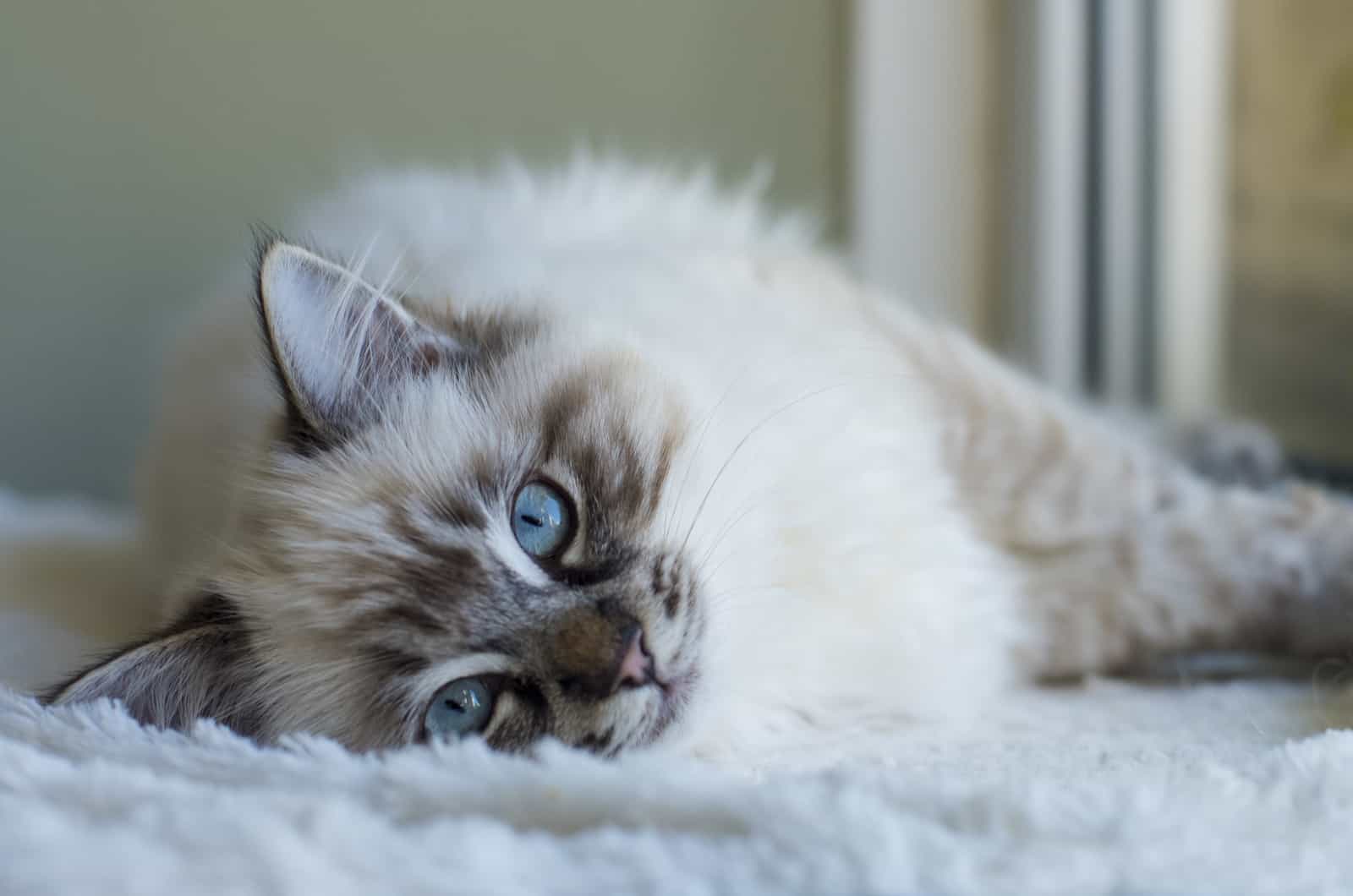 ragdoll kitten lying