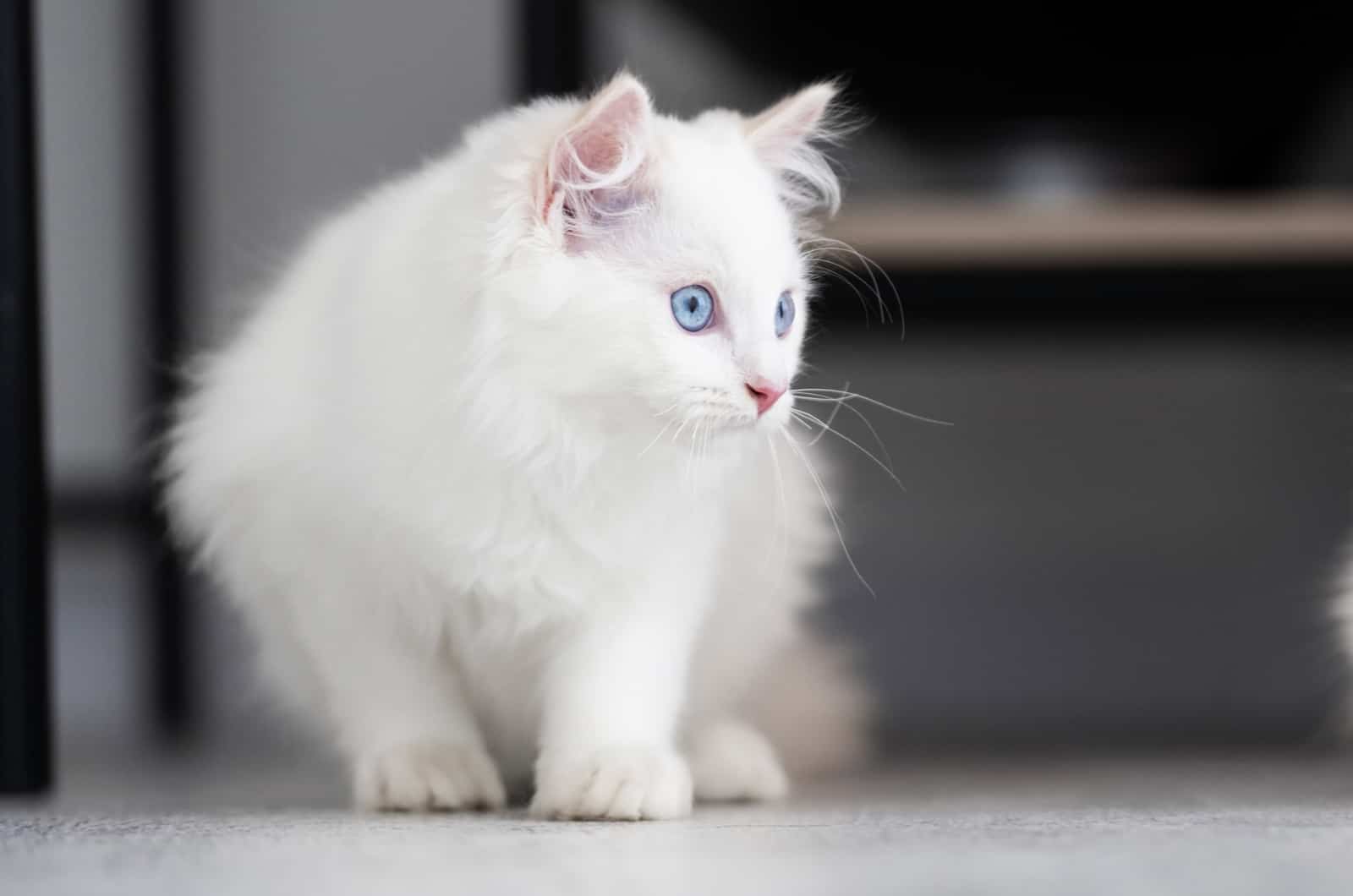 white Ragdoll