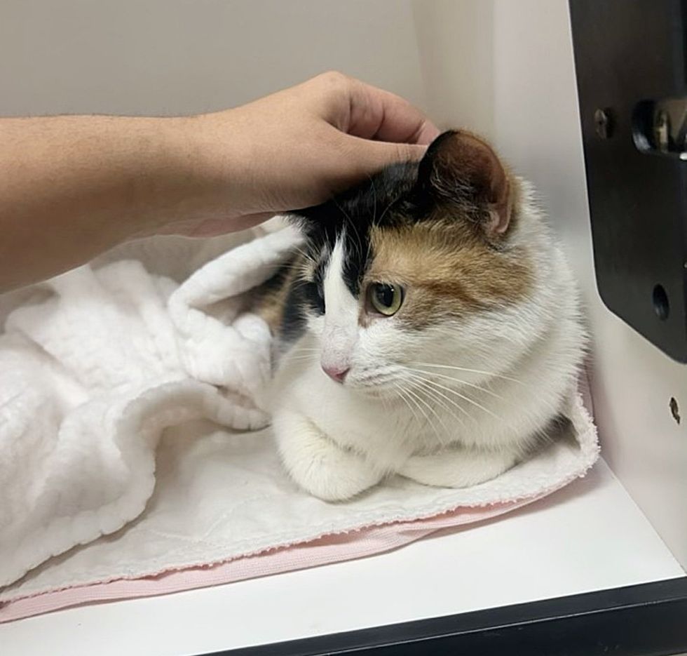 rescued calico cat