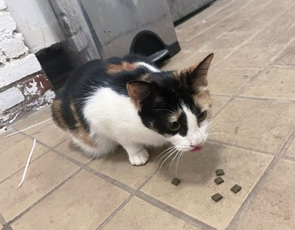 cat stray food