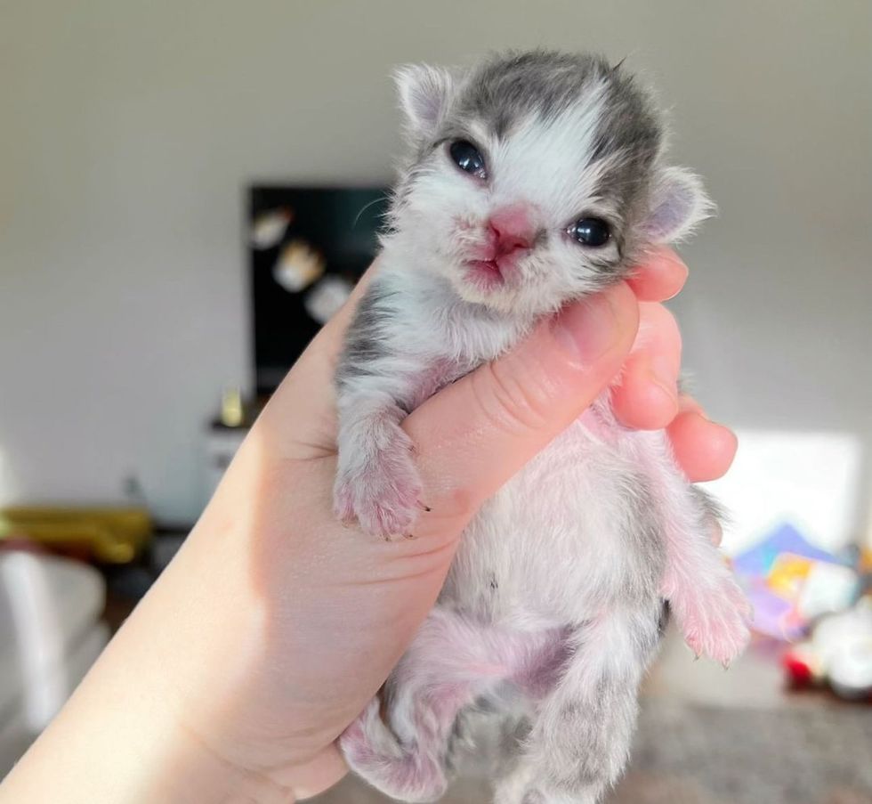 sweet runt kitten