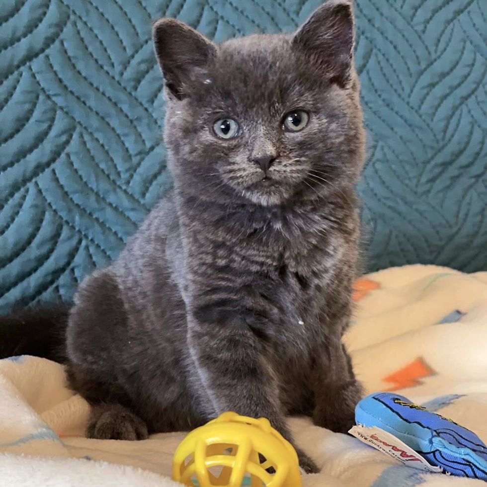 fluffy gray kitten teddy