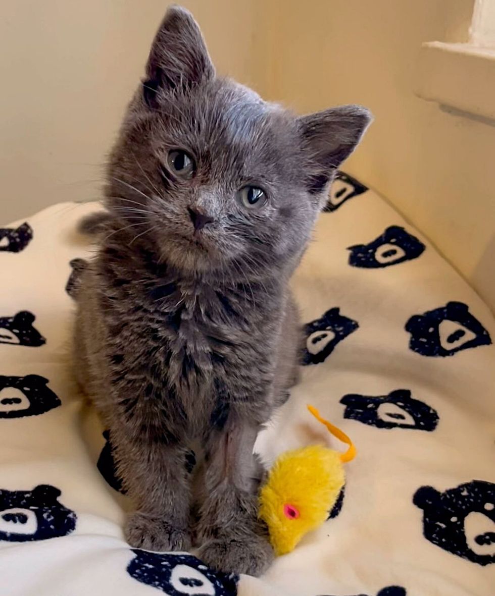 sweet gray kitten