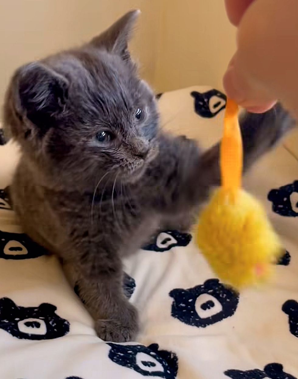 kitten playful toys