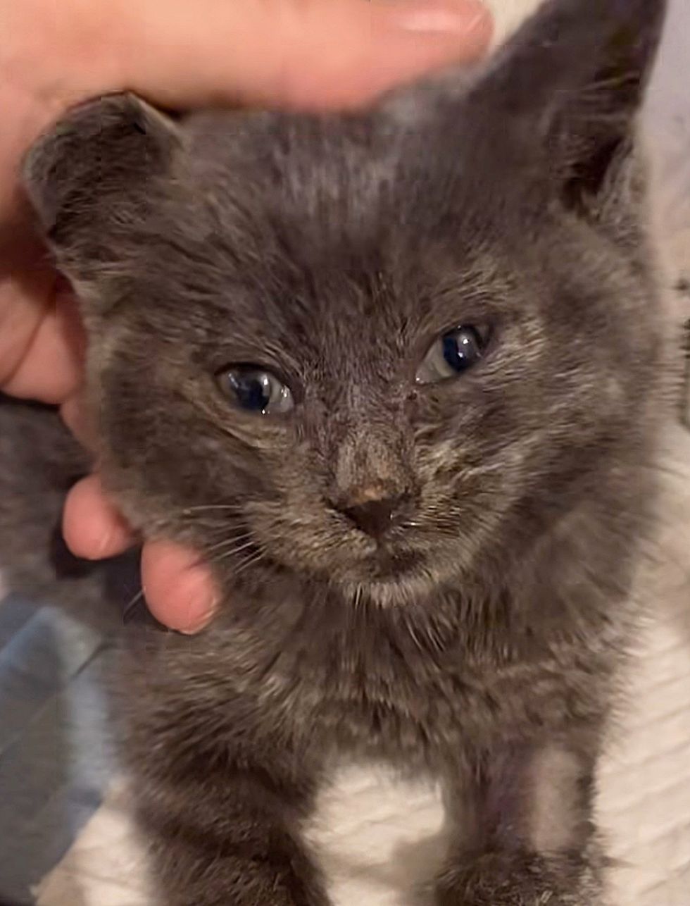 kitten rescued sweet