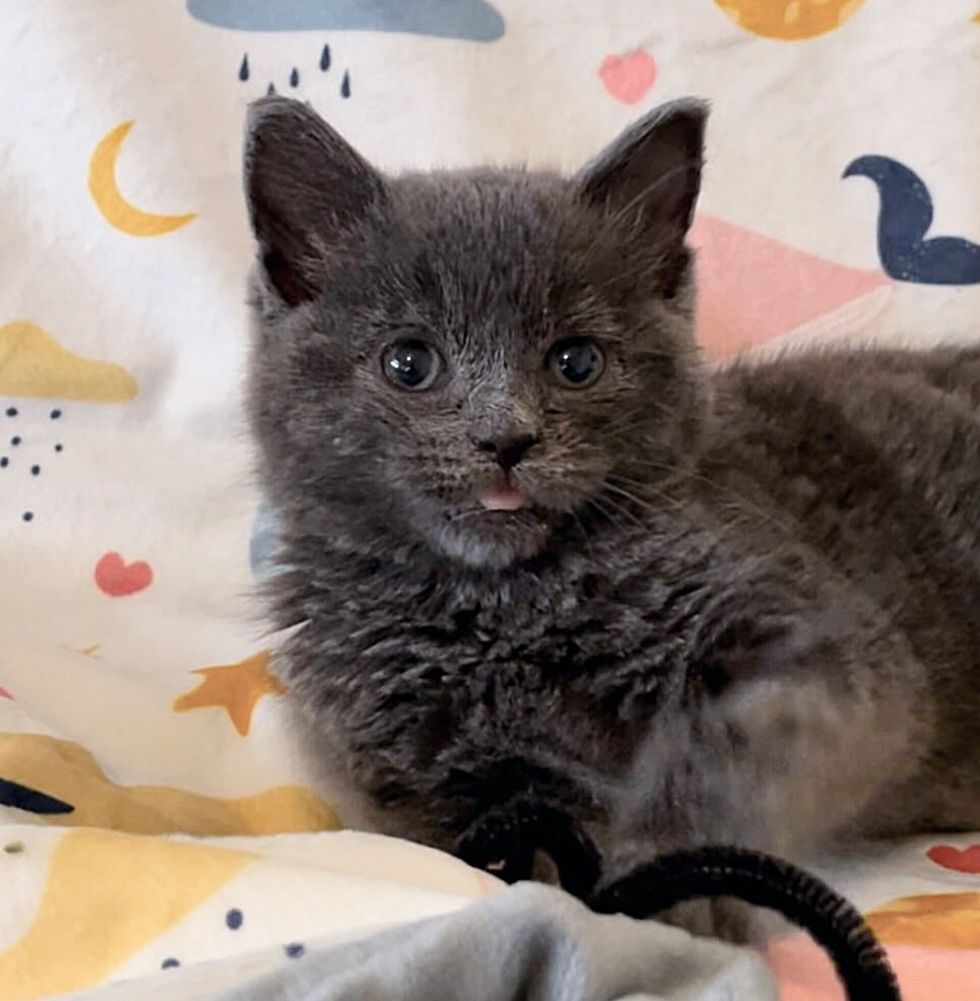 sweet kitten tongue