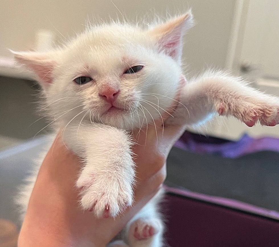 cute fluffy white kitten