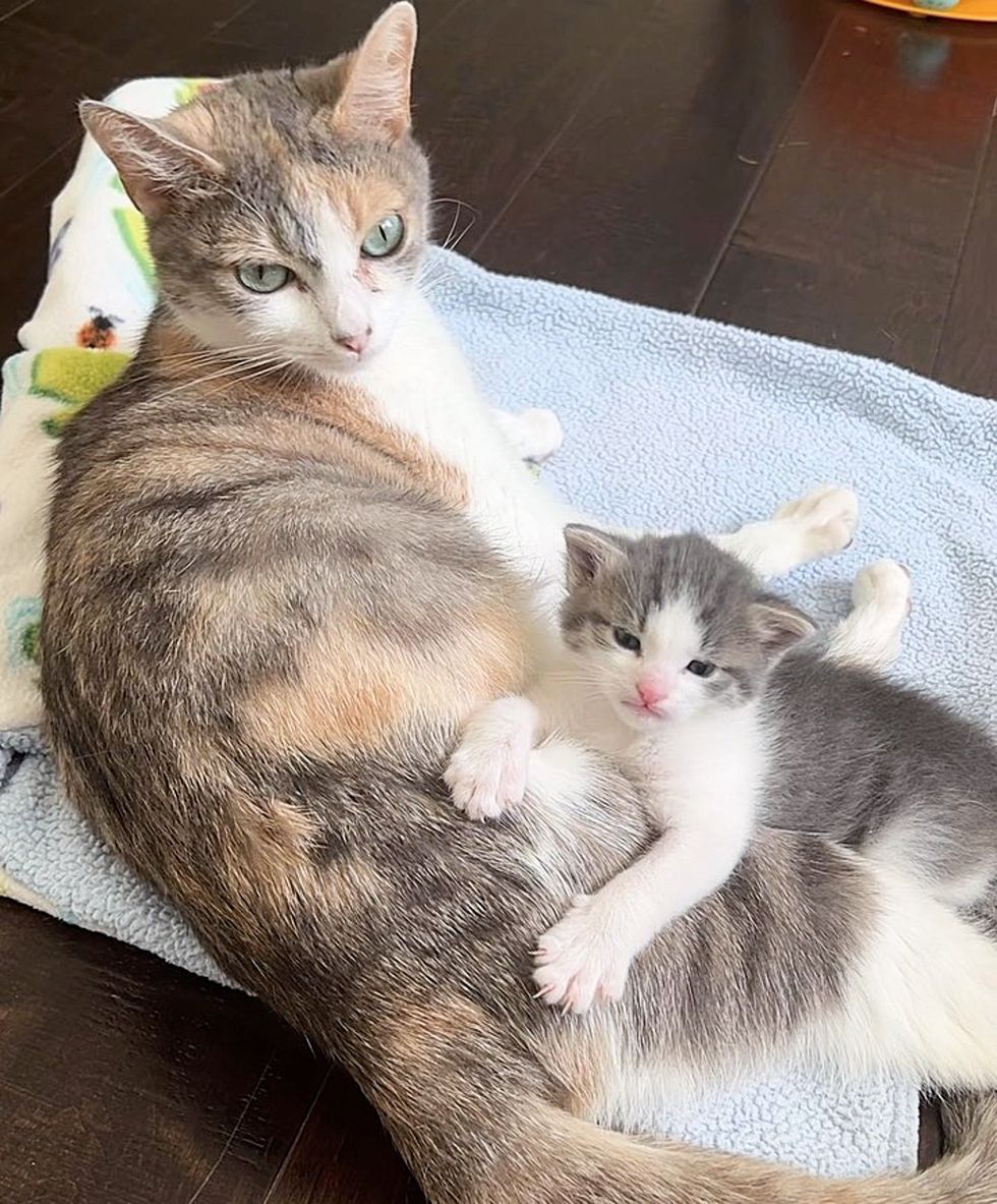 cat kitten snuggles