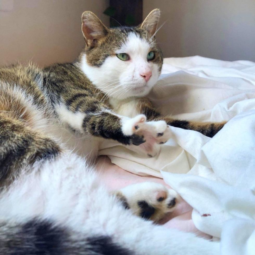 sweet cat stretching paws