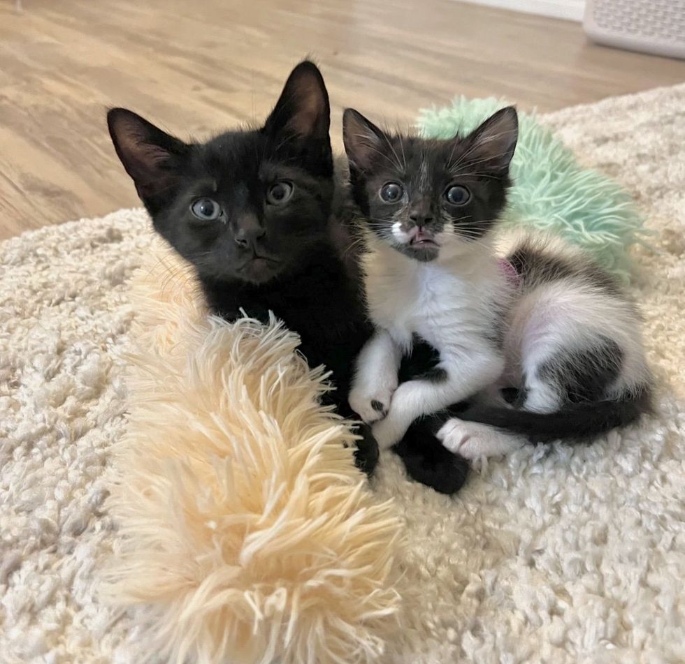 kittens snuggling cute