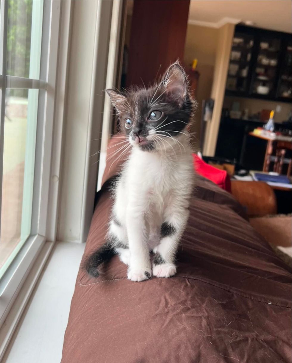 cute kitten window