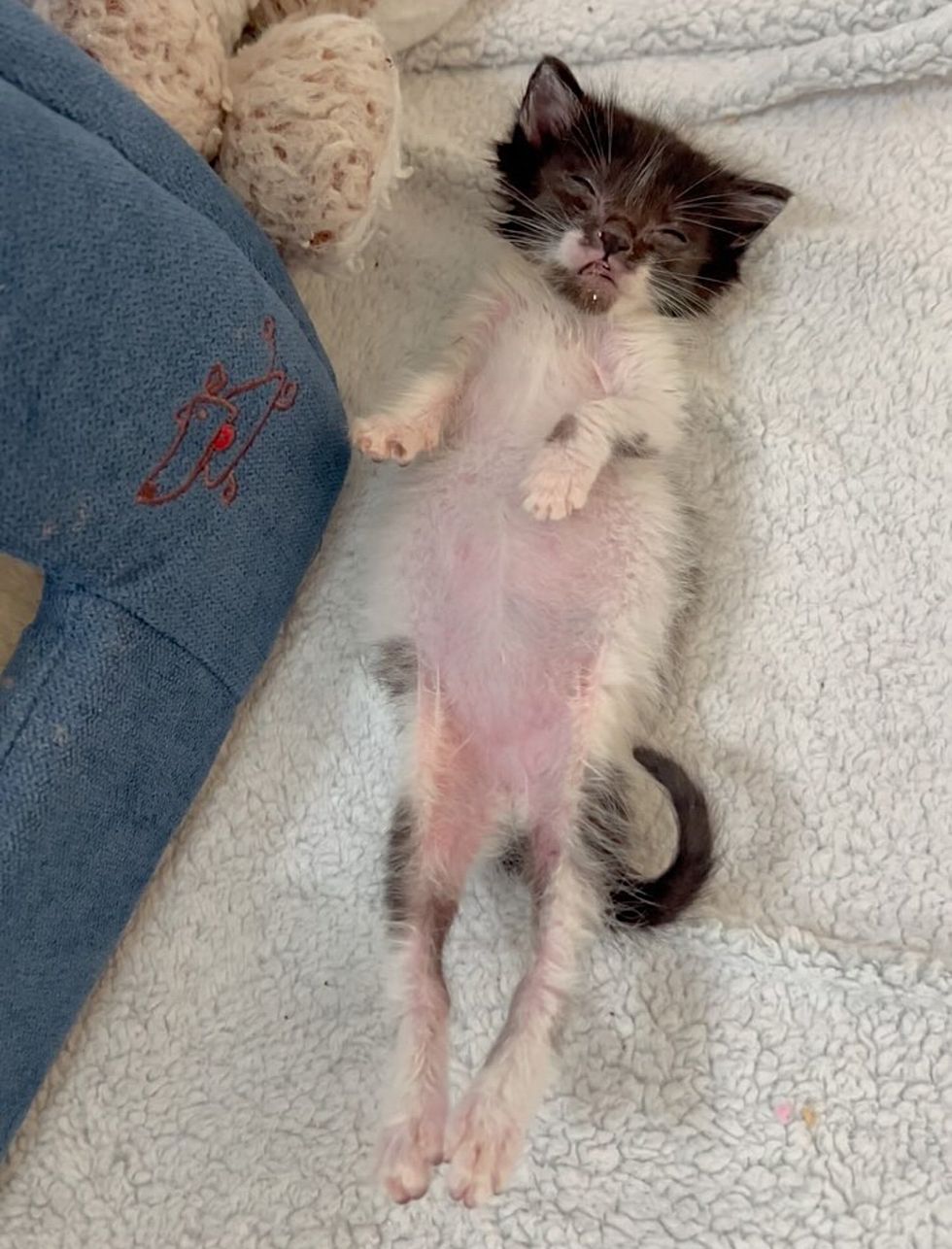 tiny kitten sleeping