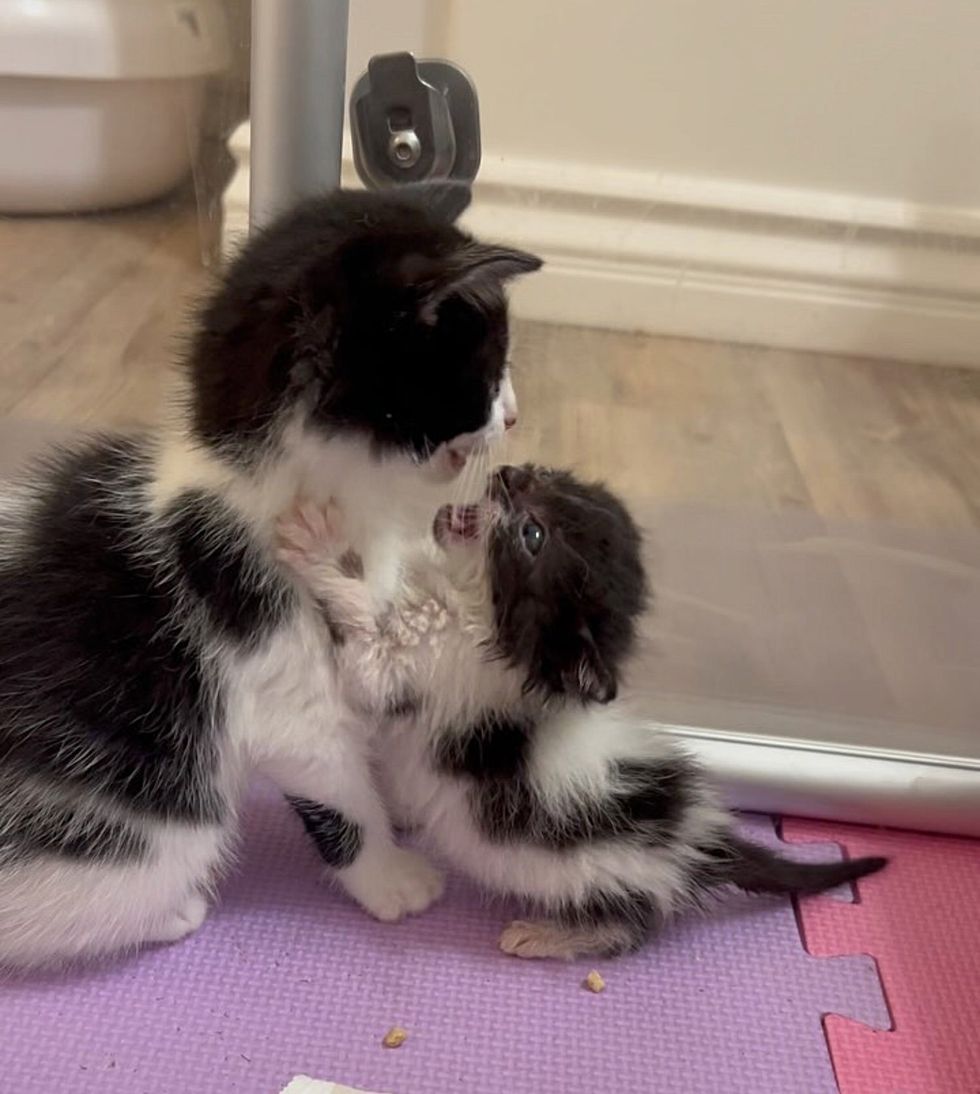 kittens playing cute