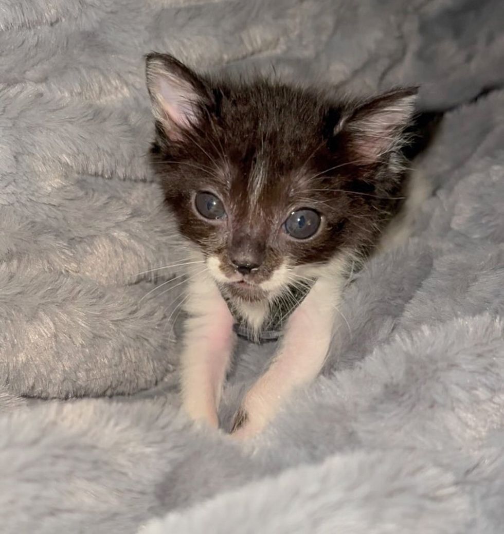 cute kitten tiny kneading