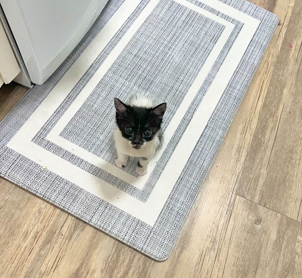 tiny kitten kitchen