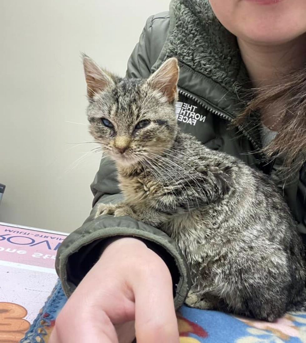 kitten clingy sweet rescue