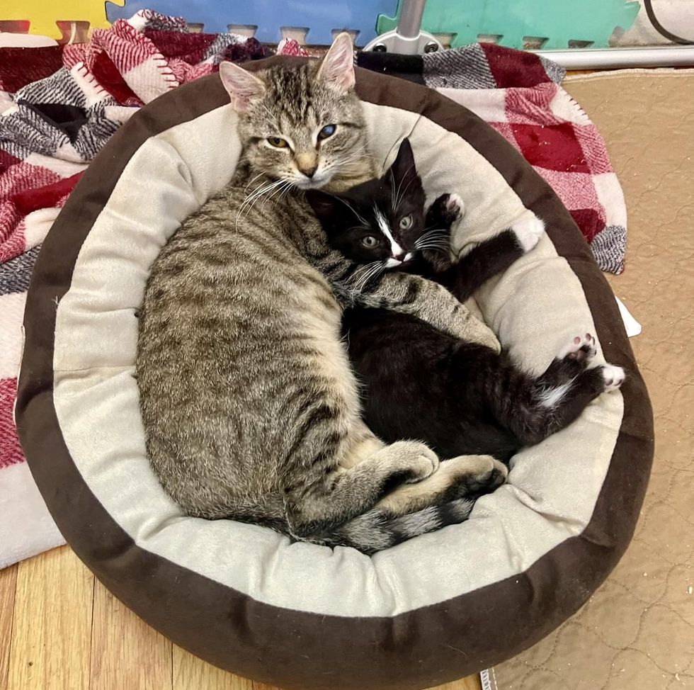 cat cuddles kitten friends