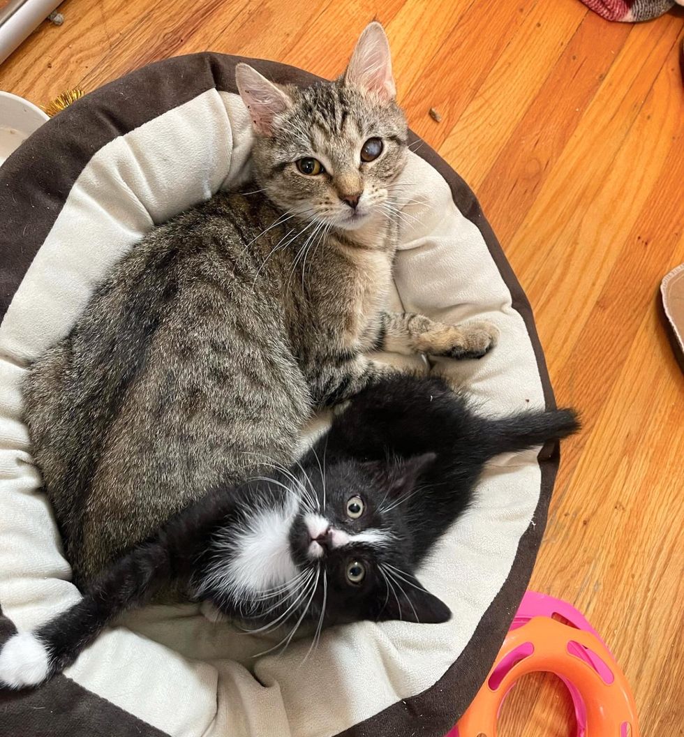 cat kitten best friends