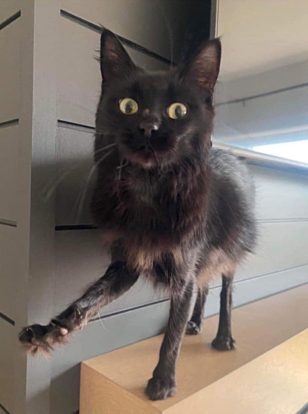 cat with skinny legs