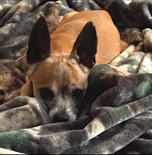 A heartbroken Chihuahua abandoned at a shelter hides at night, 