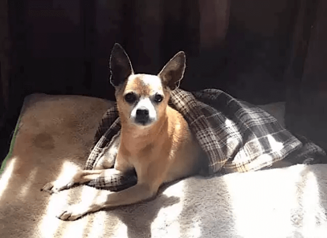 A heartbroken Chihuahua abandoned at a shelter hides at night, 