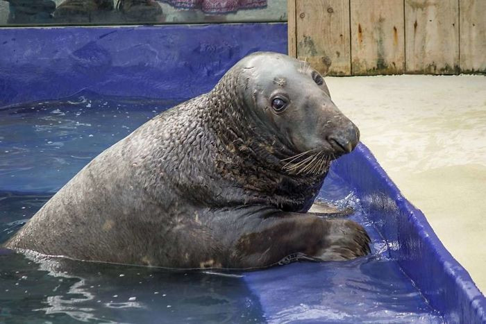 Adorable Seal was surprised with a giant ice fish cake for his 31st birthday and loved it