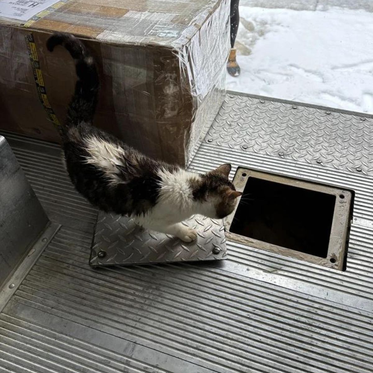 cat looks at hole