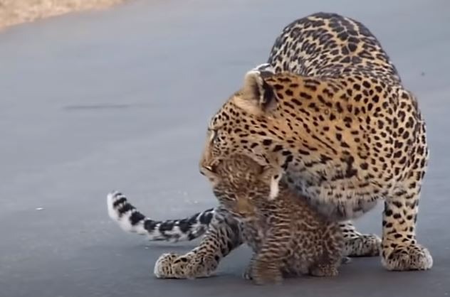 A mother leopard helps her cubs cross the road, the video is interesting.