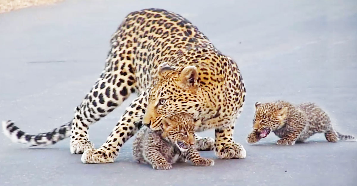 A mother leopard helps her cubs cross the road, the video is interesting.